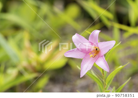 自生する「ひめさゆり群生地」　福島県喜多方市 90758351