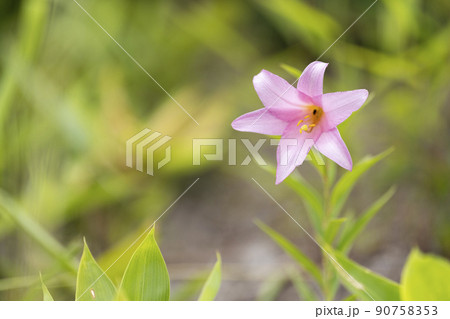 自生する「ひめさゆり群生地」　福島県喜多方市 90758353