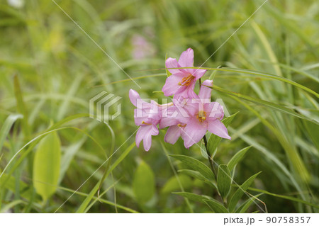 自生する「ひめさゆり群生地」　福島県喜多方市 90758357