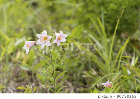 自生する「ひめさゆり群生地」　福島県喜多方市 90758365