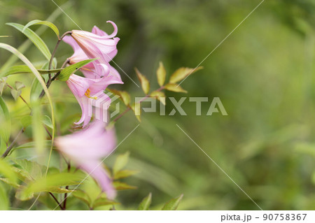 自生する「ひめさゆり群生地」　福島県喜多方市 90758367