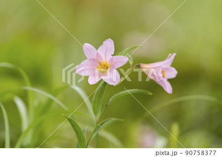 自生する「ひめさゆり群生地」 福島県喜多方市 自生する「ひめさゆり群生地」 福島県喜多方市 90758377