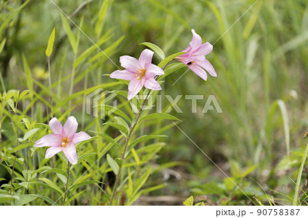 自生する「ひめさゆり群生地」 福島県喜多方市 自生する「ひめさゆり群生地」 福島県喜多方市 90758387