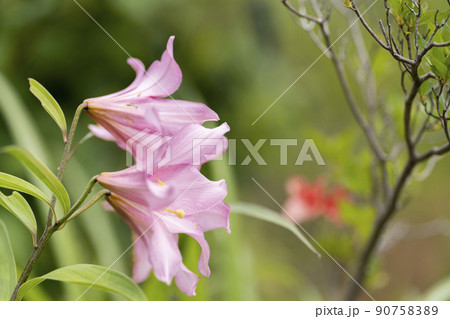 自生する「ひめさゆり群生地」 福島県喜多方市 自生する「ひめさゆり群生地」 福島県喜多方市 90758389