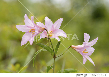 自生する「ひめさゆり群生地」　福島県喜多方市 90758394