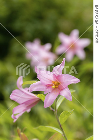 自生する「ひめさゆり群生地」　福島県喜多方市 90758398