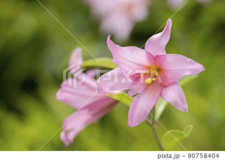 自生する「ひめさゆり群生地」　福島県喜多方市 90758404