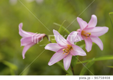 自生する「ひめさゆり群生地」 福島県喜多方市 自生する「ひめさゆり群生地」 福島県喜多方市 90758408
