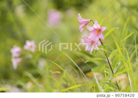自生する「ひめさゆり群生地」　福島県喜多方市 90758420