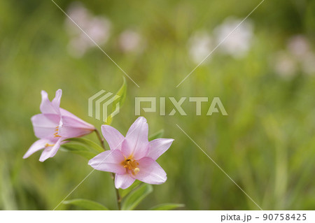 自生する「ひめさゆり群生地」　福島県喜多方市 90758425
