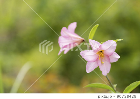 自生する「ひめさゆり群生地」　福島県喜多方市 90758429