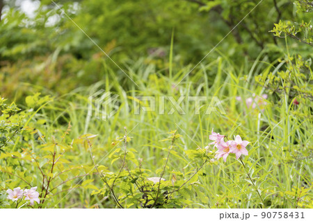 自生する「ひめさゆり群生地」　福島県喜多方市 90758431