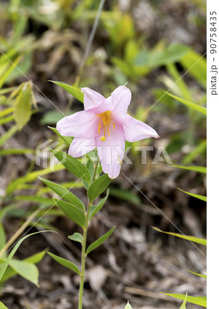 自生する「ひめさゆり群生地」　福島県喜多方市 90758435