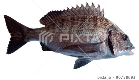 クロダイの白背景。釣りたてだから鮮度抜群！ 90758693