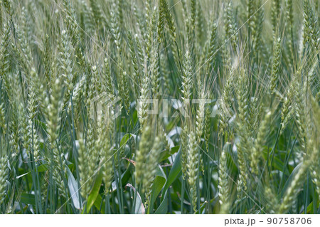小麦　光景　淡い 90758706