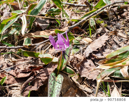 戸隠高原 カタクリの花 戸隠高原 カタクリの花 90758808