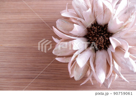 大きなドライフラワー 余白スペース 大きなドライフラワー 余白スペース 90759061