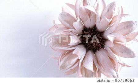 白い背景のドライフラワー　大きな花が1つだけ 90759063