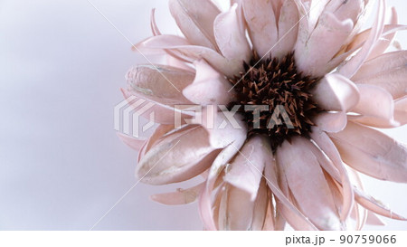 余白のあるドライフラワー 無人 白背景 余白のあるドライフラワー 無人 白背景 90759066
