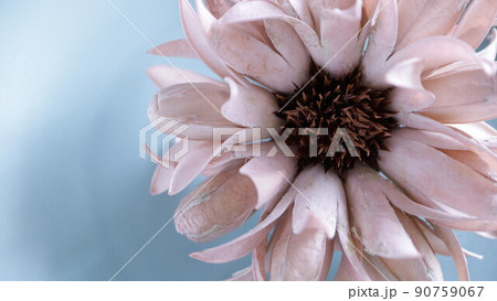 巨大な花　一輪　背景緑　無人 90759067