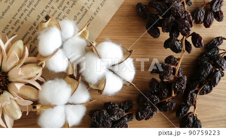 サスティナブルでオシャレな素材　枝付きレーズン　綿花　コットンフラワー　古書 90759223
