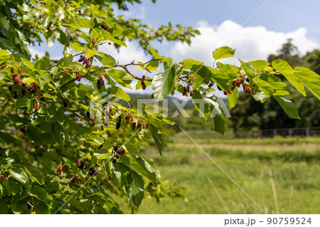 桑の実 90759524