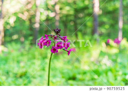 山間の木漏れ日の中に咲くクリンソウ 山間の木漏れ日の中に咲くクリンソウ 90759525