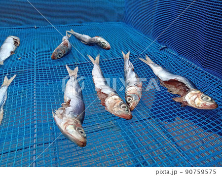 イワシを魚干し網で乾かしている 90759575