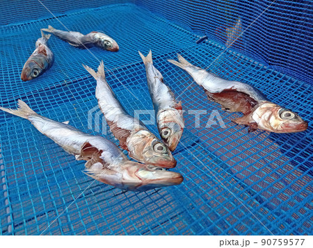 イワシを干してる 90759577