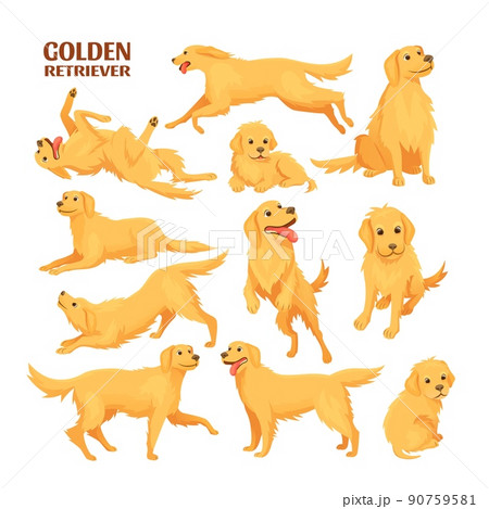 Golden retriever. Funny labrador baby pet, cute labradors sitting jump run dog sit cartoon adult and puppy retrievers doggy poses puppys running, set icon exact vector illustration Golden retriever. Funny labrador baby pet, cute labradors sitting jump run dog sit cartoon adult and puppy retrievers doggy poses puppys running, set icon exact vector illustration 90759581