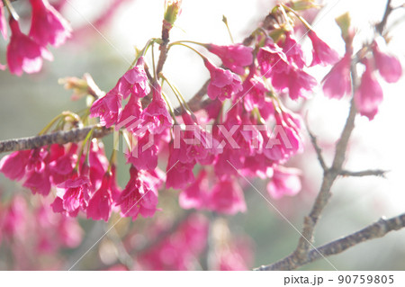 桜「寒緋桜」 桜「寒緋桜」 90759805