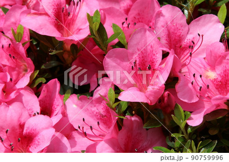満開のサツキツツジ 満開のサツキツツジ 90759996