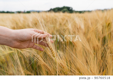 Woman farmer touching spikelets of oats Woman farmer touching spikelets of oats 90760518