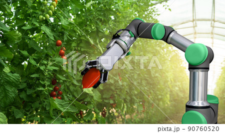 Robot is working in greenhouse with tomatoes Robot is working in greenhouse with tomatoes 90760520
