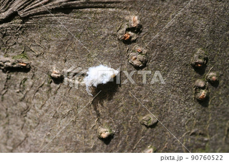 エノキワタアブラムシ 90760522