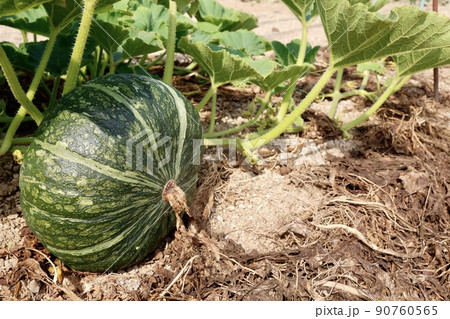 畑に実った西洋カボチャ 90760565