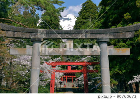 青森県弘前市百沢寺沢　北門鎮護岩木山神社二の鳥居と参道と桜並木、奥に鎮座する岩木山 90760673