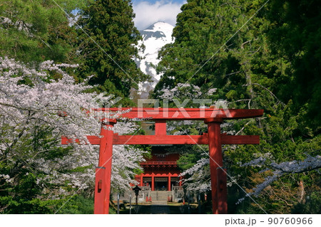 青森県弘前市百沢寺沢 北門鎮護岩木山神社三の鳥居と参道と桜並木、奥に見える楼門 青森県弘前市百沢寺沢 北門鎮護岩木山神社三の鳥居と参道と桜並木、奥に見える楼門 90760966