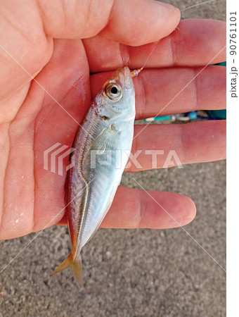 小アジが釣れました。 90761101