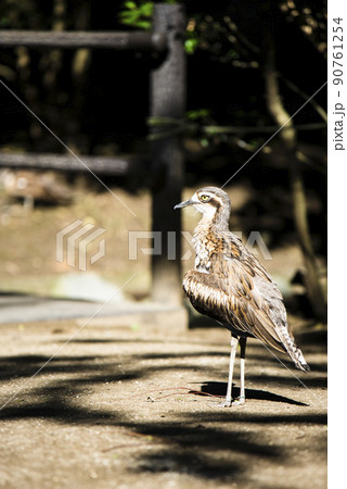 埼玉県越谷市キャンベルタウン野鳥の森　オーストラリアイシチドリ 90761254