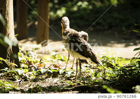 埼玉県越谷市キャンベルタウン野鳥の森 オーストラリアイシチドリ 埼玉県越谷市キャンベルタウン野鳥の森 オーストラリアイシチドリ 90761266
