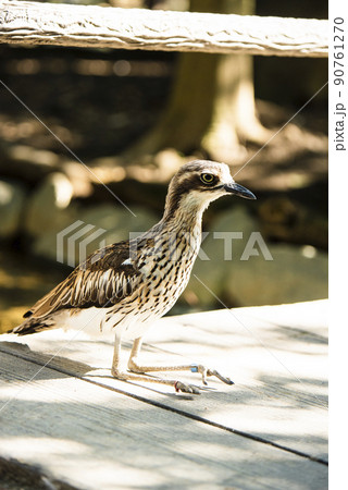 埼玉県越谷市キャンベルタウン野鳥の森　オーストラリアイシチドリ 90761270