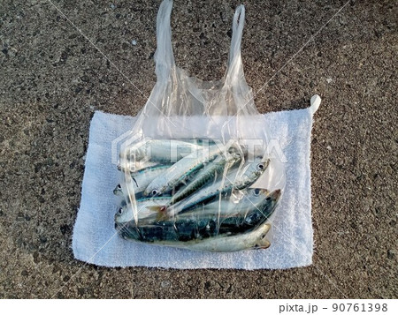 サビキ釣りの成果。イワシをナイロン袋に入れて。 90761398