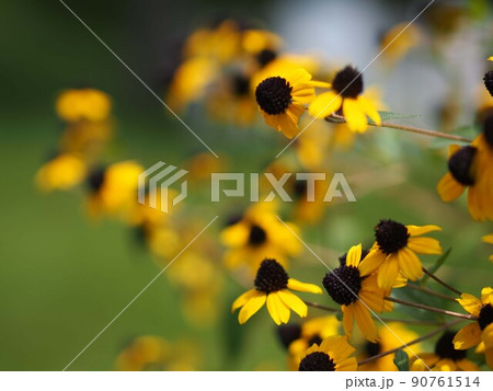 黄色いエキナケアの花 90761514