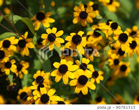 黄色いエキナケアの花 90761515