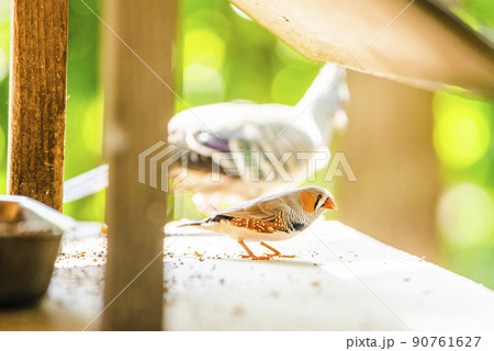 埼玉県越谷市キャンベルタウン野鳥の森　キンカチョウ 90761627