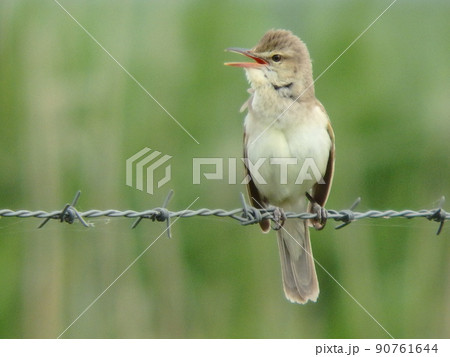 大沼の沼縁に立つフェンスにつかまりさえずっているオオヨシキリ 90761644