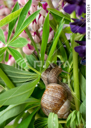 snail resting among green leaves of flower snail resting among green leaves of flower 90761654