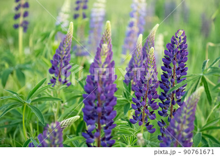 Tall inflorescences of blooming purple lupine flowers in summer field Tall inflorescences of blooming purple lupine flowers in summer field 90761671
