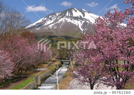 青森県弘前市百沢裾野　オオヤマザクラネックレスロードに面する岩木山総合公園の桜並木と冠雪した岩木山 90762260
